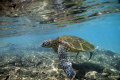   Big Island Honu  